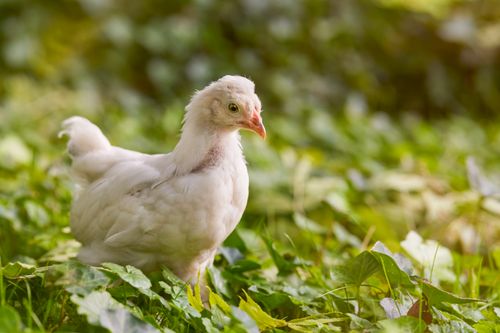 Free Adorable young white chicken wandering in green grass, showcasing a natural rural farm scene. Stock Photo