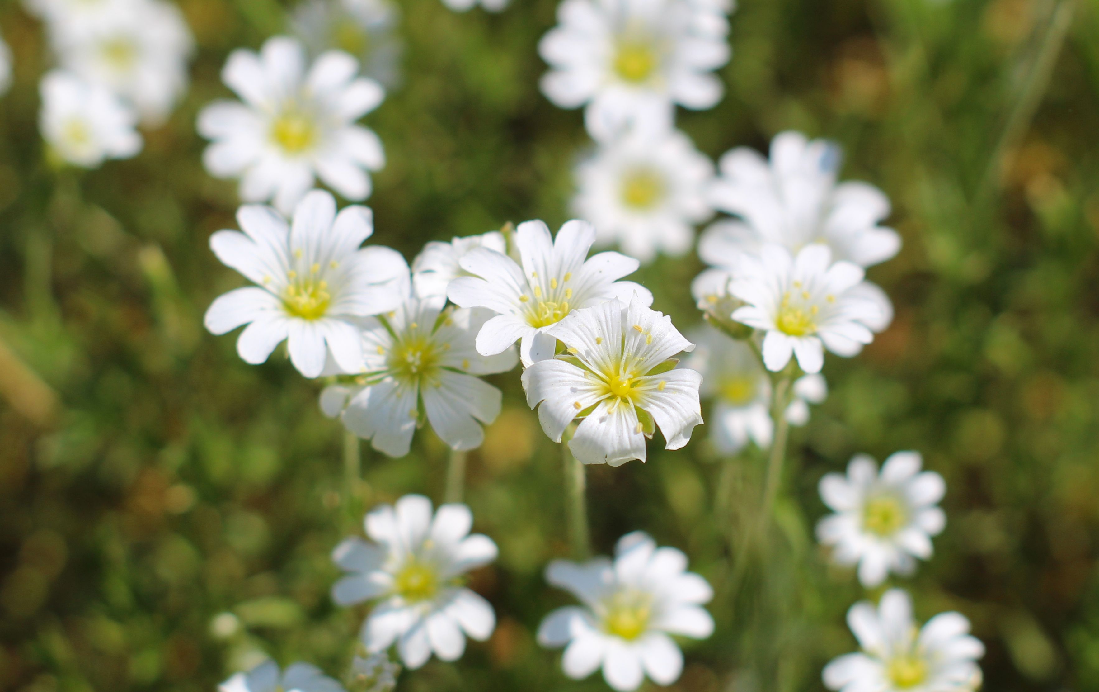[ColoSach]-bright-white-flowers-blooming-under-sunlight,-showcasing-natural-beauty-and-vibrant-spring-growth.
