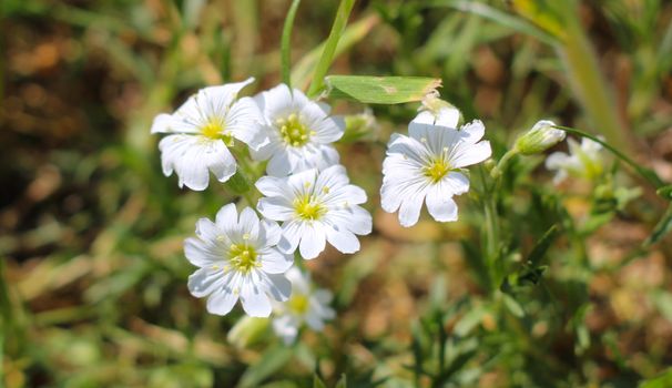 A vibrant close-up of white flowers in full bloom against a lush green background.