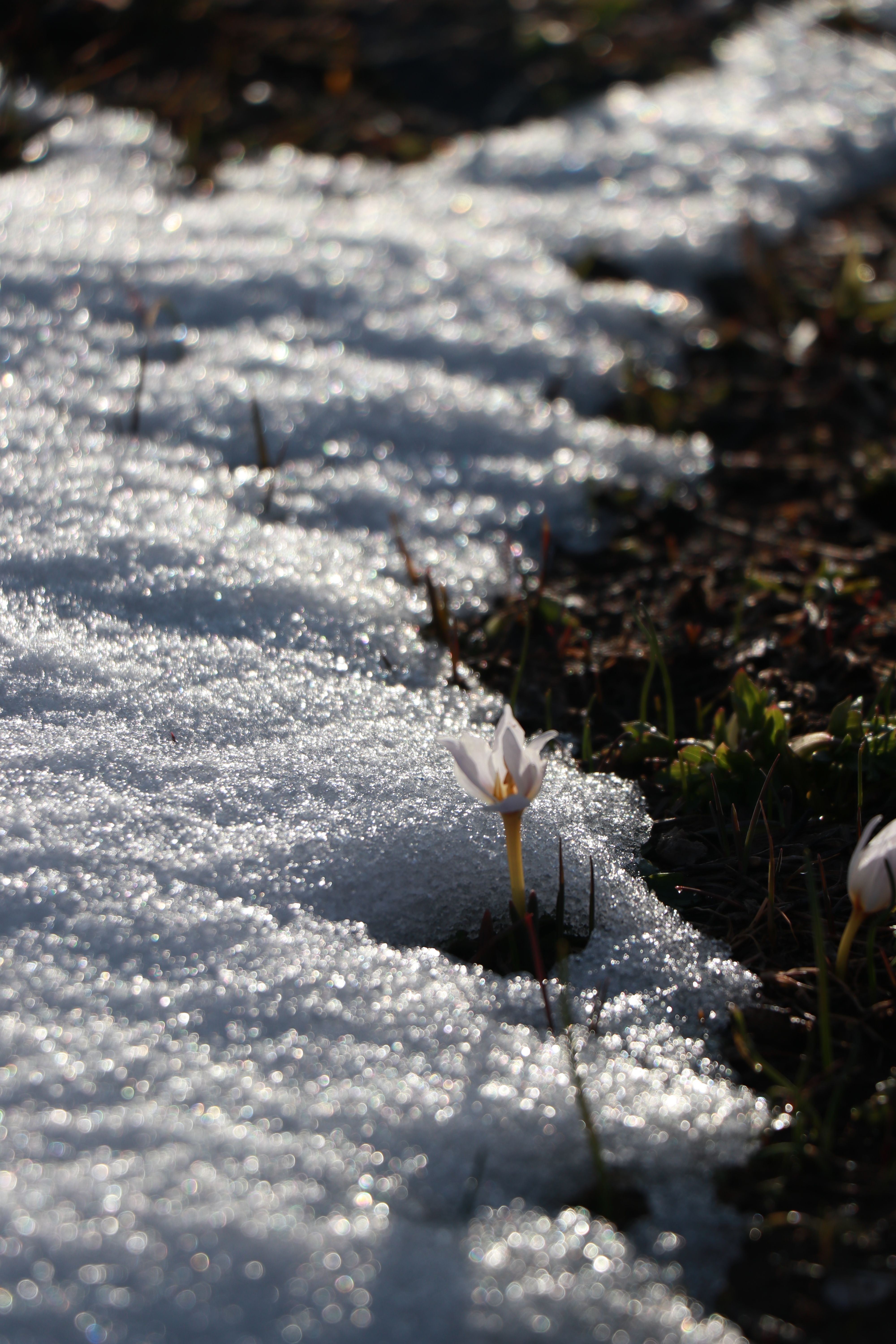 Delicate flower emerging as spring arrives with melting snow.