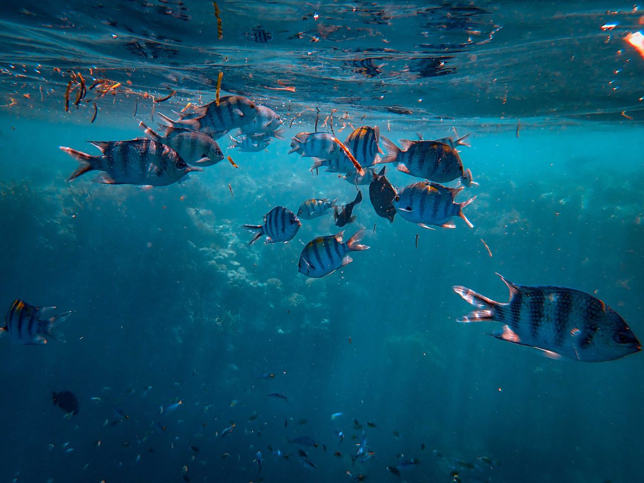vibrant school of sergeant major fish swimming underwater in clear oce