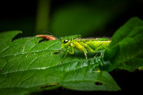 Free Close-up macro shot of a green sawfly perched on a vibrant green leaf, showcasing intricate details of the insect. Stock Photo