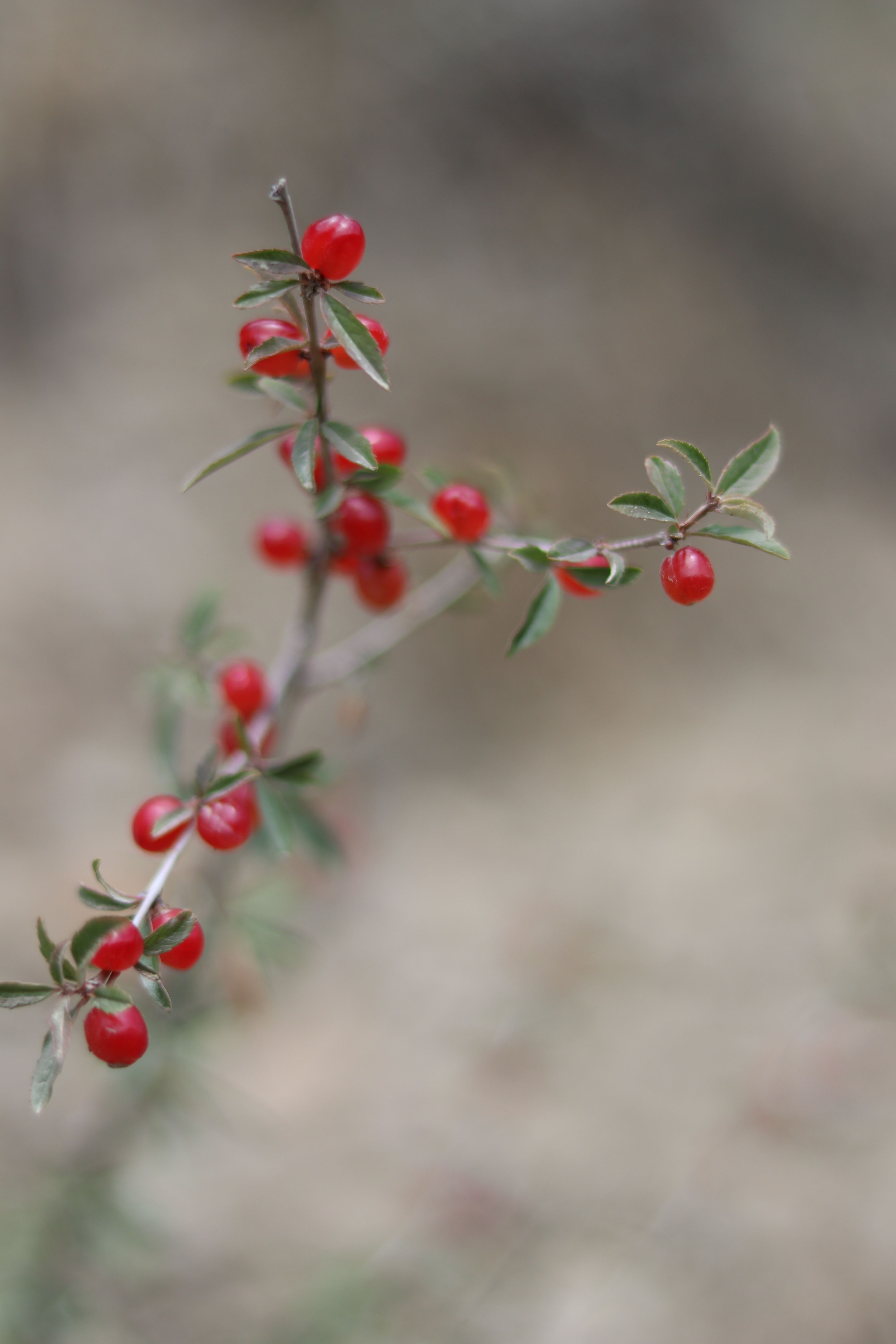 Macro shot of vibrant red berries on a twig with out-of-focus background, showcasing autumn colors and natural beauty.