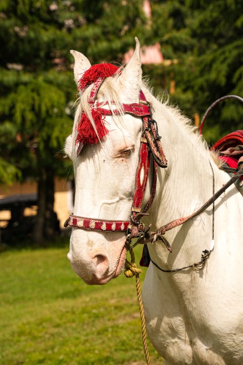 Free Close-up of a white horse with a decorated harness in a sunny outdoor setting. Stock Photo