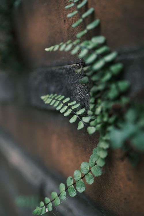 Free Macro shot of green fern leaves against a rustic brick wall, highlighting nature's resilience. Stock Photo