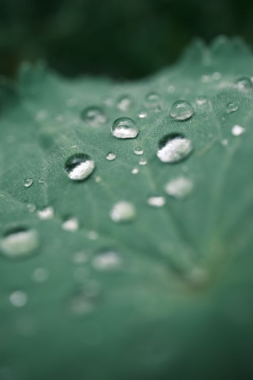 Free Close-up shot of water droplets on a leaf showcasing nature's beauty. Stock Photo