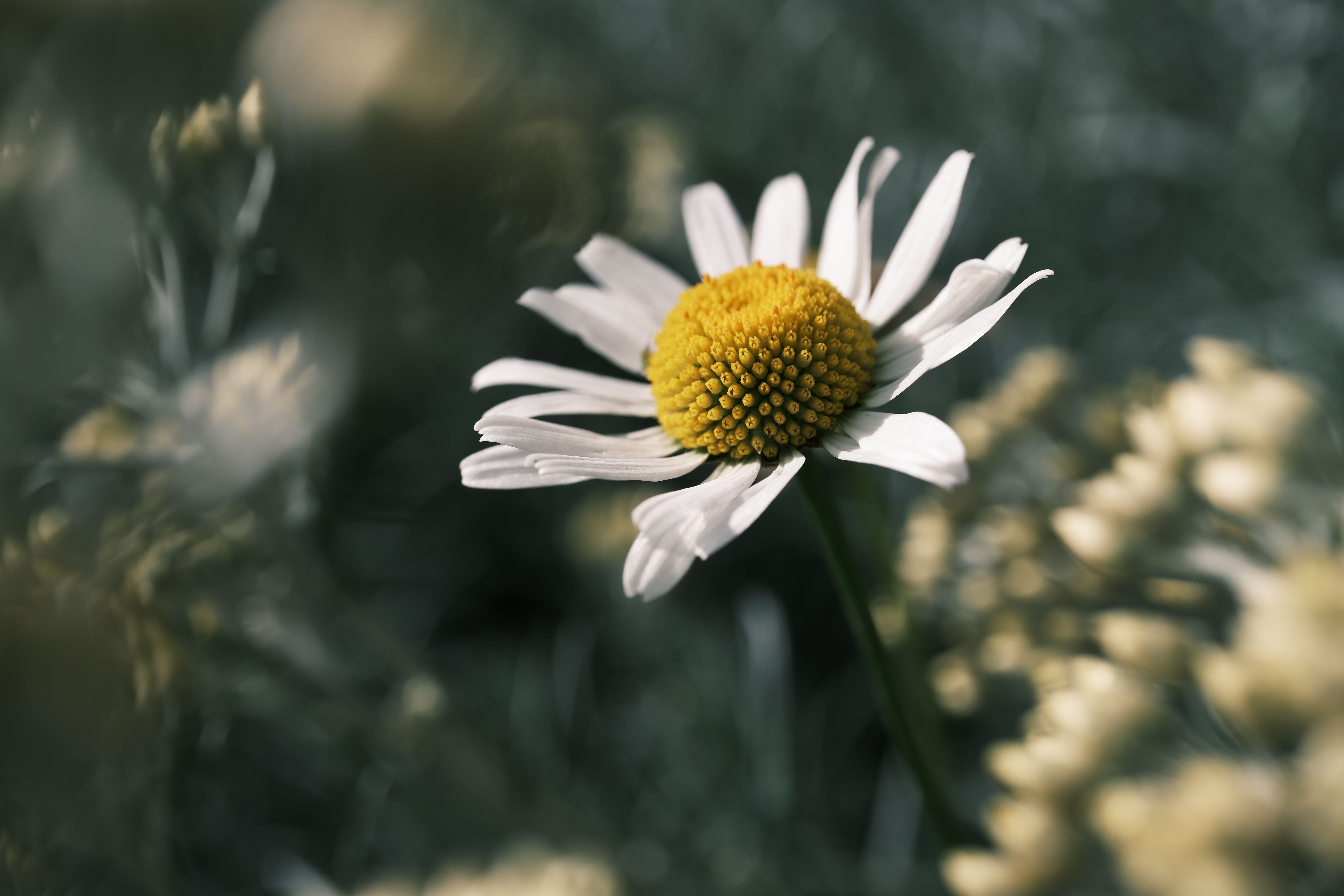 A detailed close-up of a daisy flower with a blurred green background, showcasing nature's beauty.