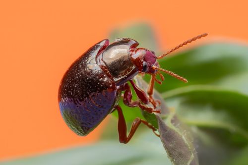 Free Close-up of a vibrant beetle with shiny carapace on a leaf against orange background. Stock Photo