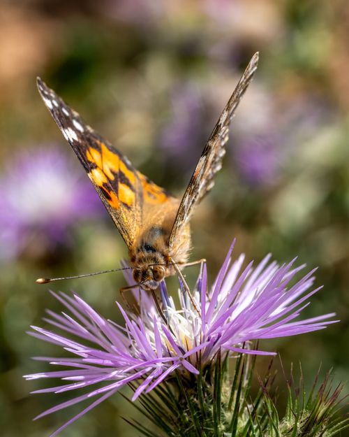 Free Close-up of a butterfly feeding on a purple thistle in Valencia, Spain. Stock Photo