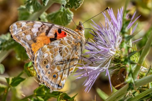 Free A detailed macro shot of a Painted Lady Butterfly resting on a thistle flower. Stock Photo