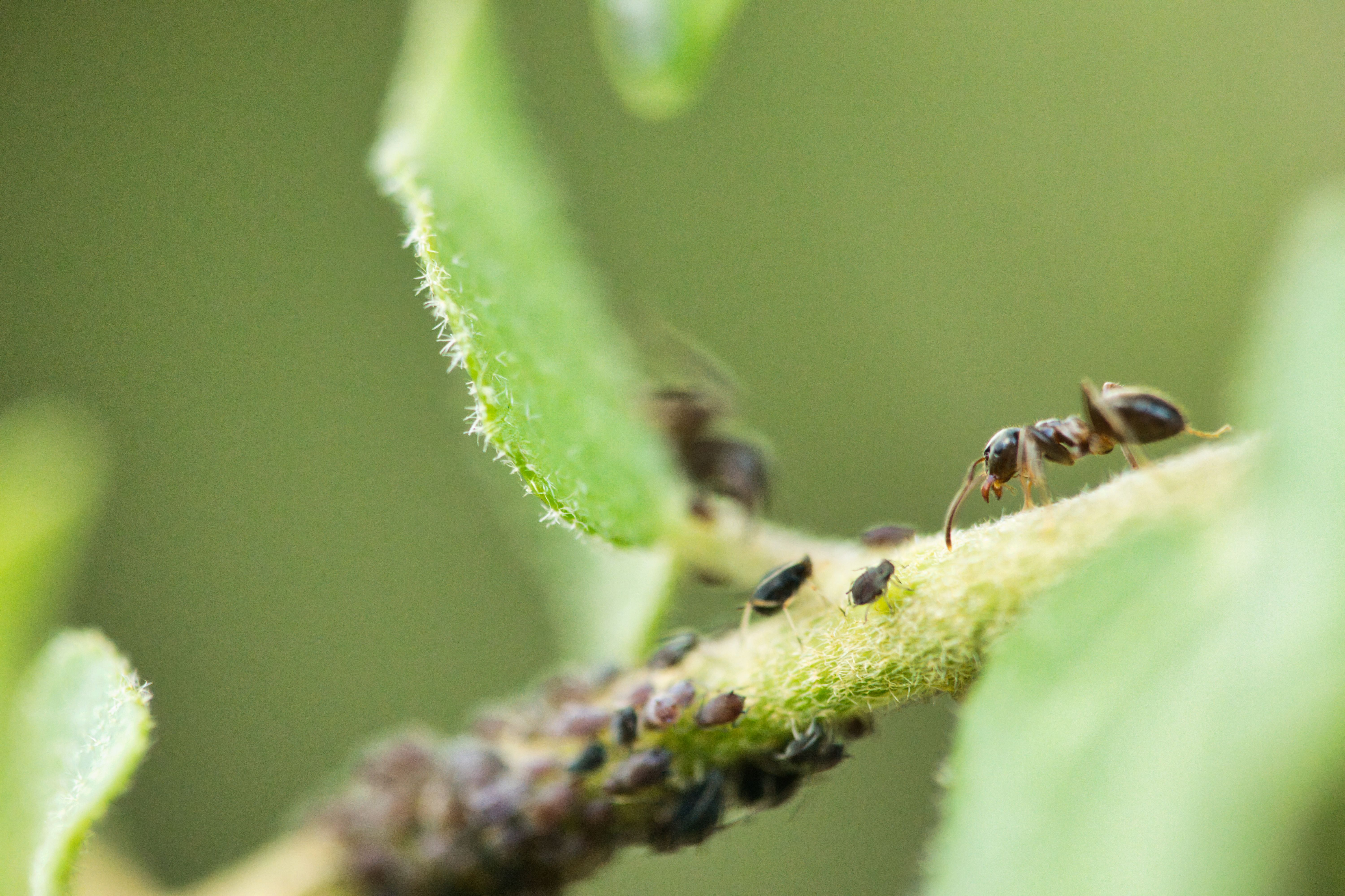 Ant