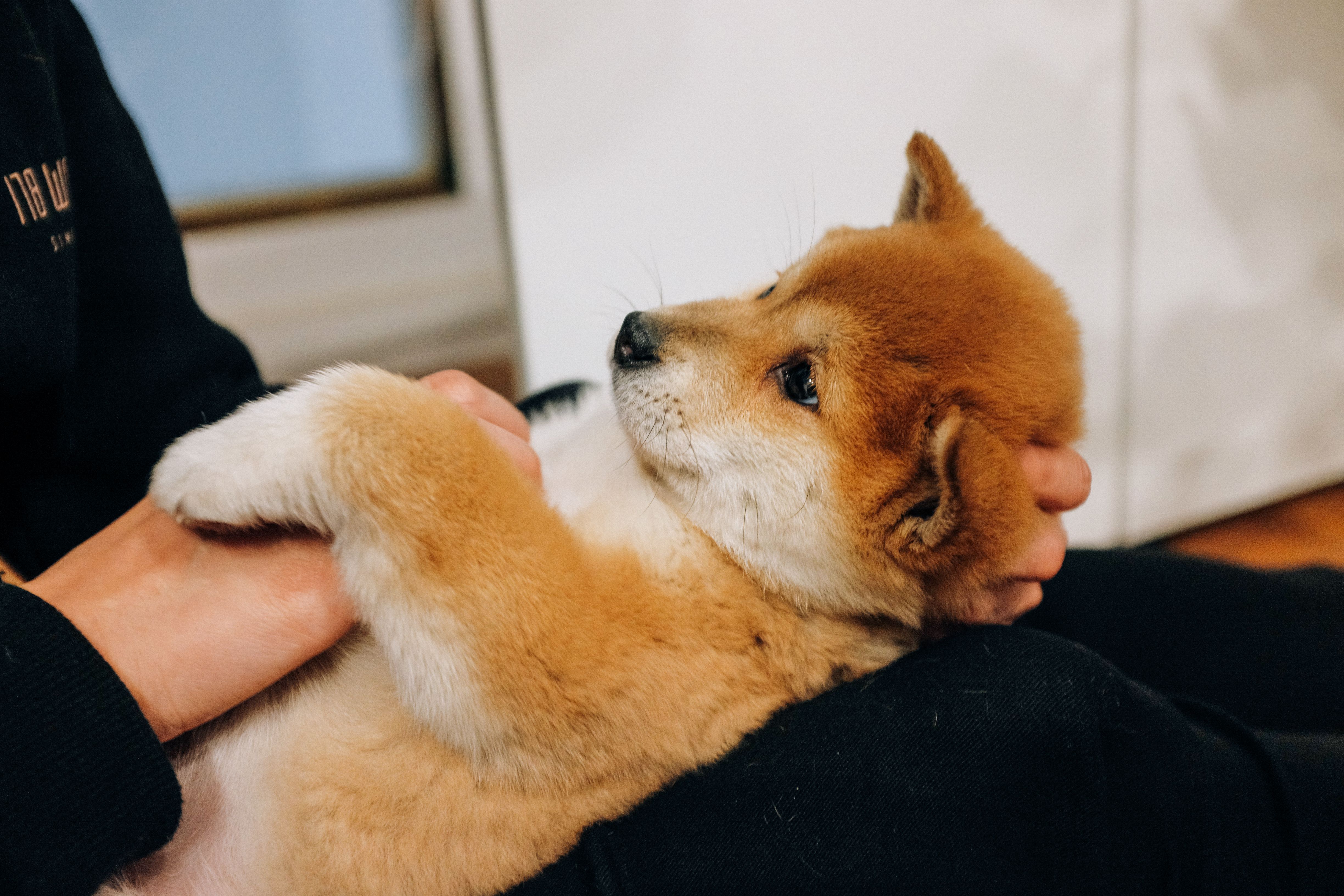 pet technology meaning — Photo by Jake Zhang on Pexels