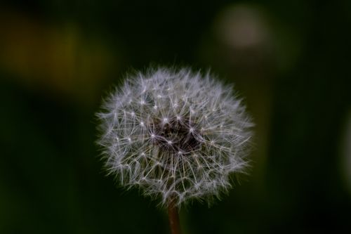 Free Detailed close-up of a fluffy dandelion seed head set against a dark green background. Stock Photo