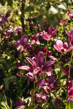A vibrant display of purple tulips in a sunlit Oxford garden, showcasing natural beauty in spring.