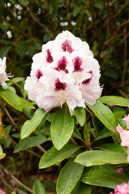 White Rhododendron Flower in Full Bloom · Free Stock Photo
