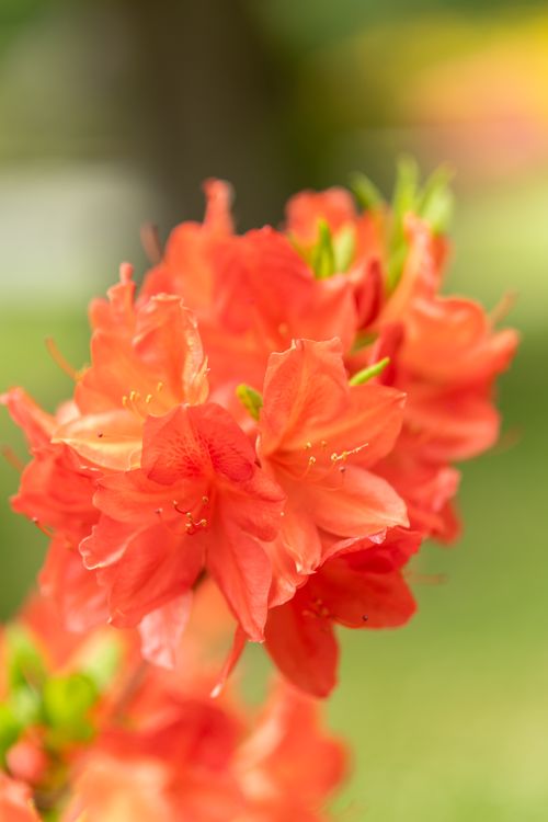Free Bright red Azalea flowers blooming outdoors, showcasing vivid colors against a soft background. Stock Photo
