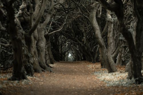 Free Explore a mystical tree tunnel pathway surrounded by ancient twisted trees in an enchanting forest setting. Stock Photo