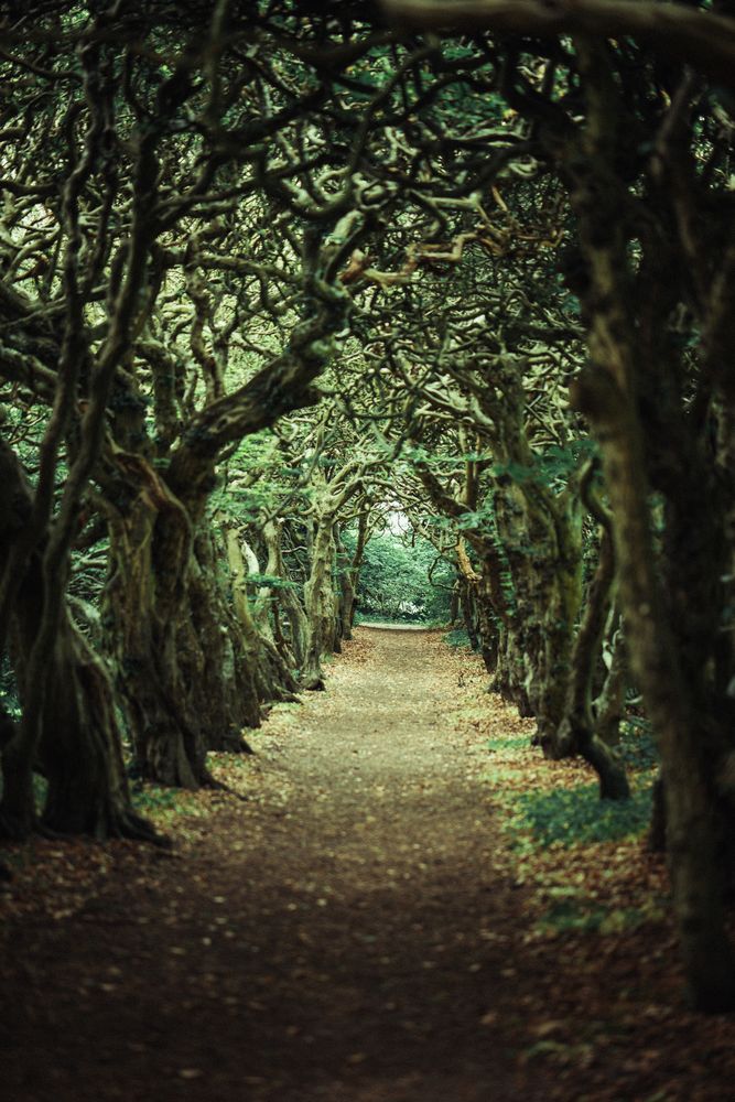 Magical Path Photos, Download The BEST Free Magical Path Stock Photos ...