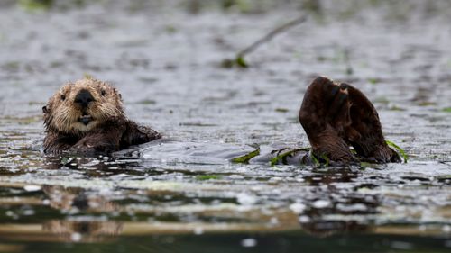 Free A sea otter floating serenely on the surface of Monterey Bay, California. Stock Photo