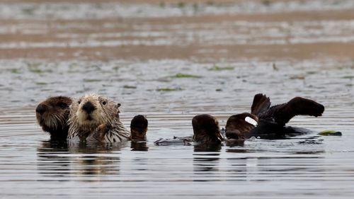 Free Sea otters floating playfully in the coastal waters of California. Stock Photo