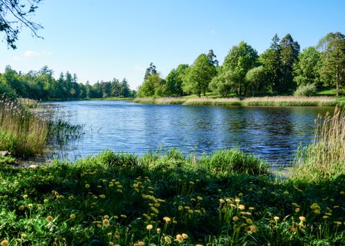 Free Tranquil landscape of a serene lake surrounded by lush greenery and flowers in Gatchina, Russia. Stock Photo