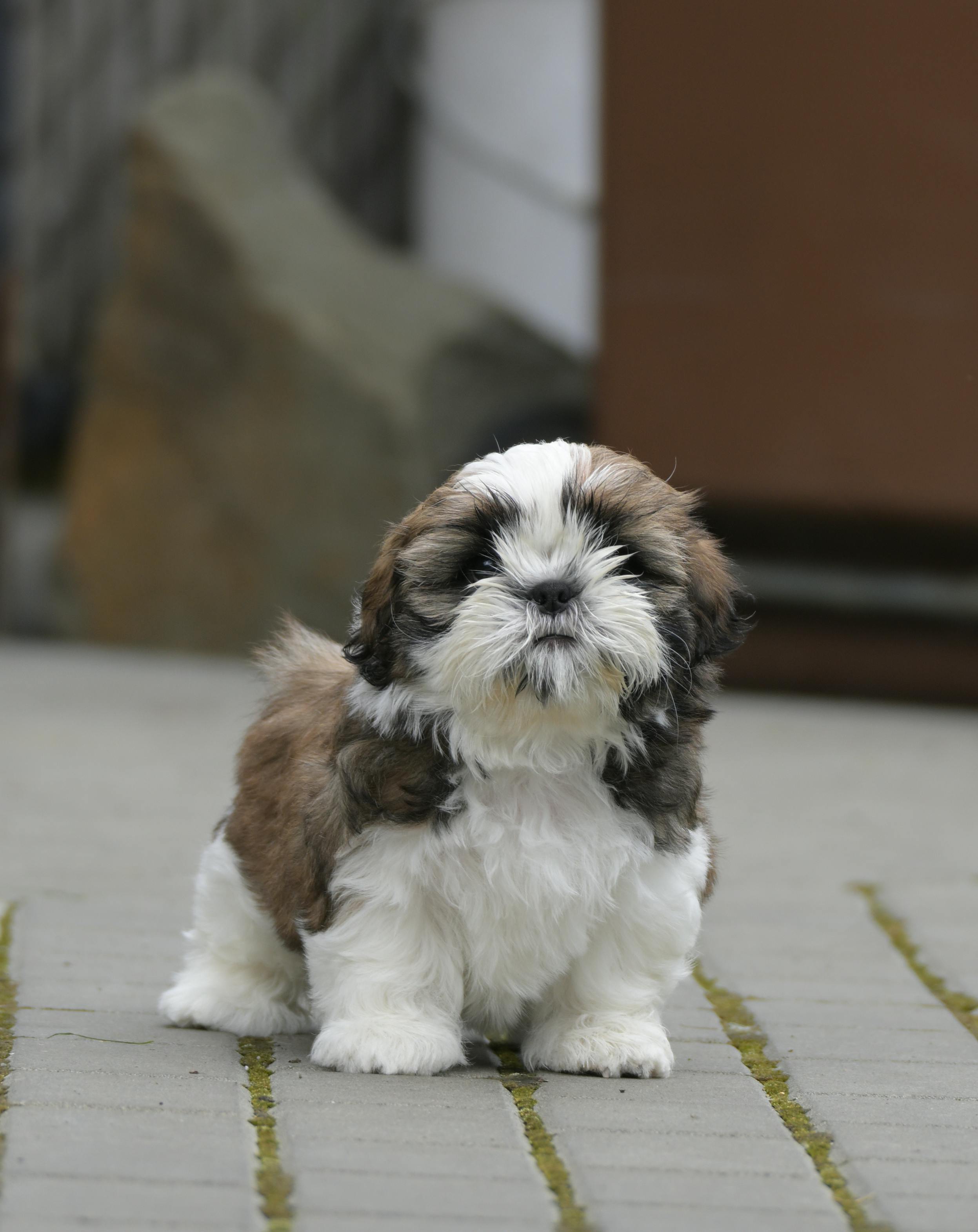 Cute Shih Tzu puppy on a patio, looking playful and fluffy. Great for pet enthusiasts.