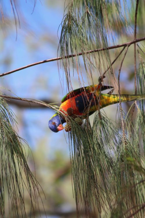 Free Vibrant rainbow lorikeet perched among lush tree branches in sunlight. Stock Photo