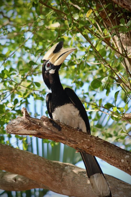 Free Oriental Pied Hornbill perched on a branch in Kedah, Malaysia, amidst lush greenery. Stock Photo