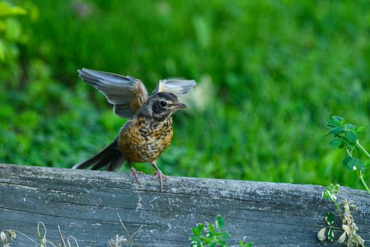 bird photo
