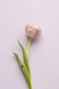 Delicate pink tulip on a soft purple background, embodying simplicity and elegance.