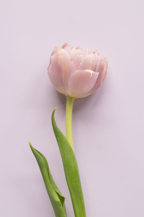Free A delicate pink tulip stands out against a soft purple background, embodying spring's elegance. Stock Photo