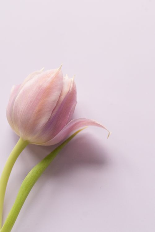 Free Minimalist image of a pink tulip on a pastel purple background, showcasing spring simplicity. Stock Photo