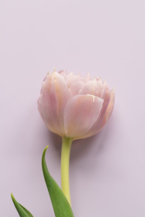 Free A delicate pink tulip captured in a minimalist style against a soft pastel background. Stock Photo