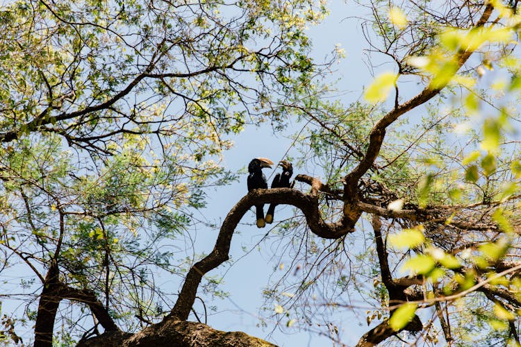 Couple Of Birds Resting On Tree With Colorful Blooming Flowers