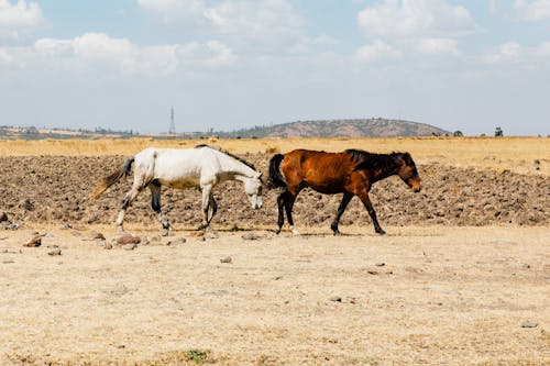 Bruine En Witte Paarden Op Bruin Veld