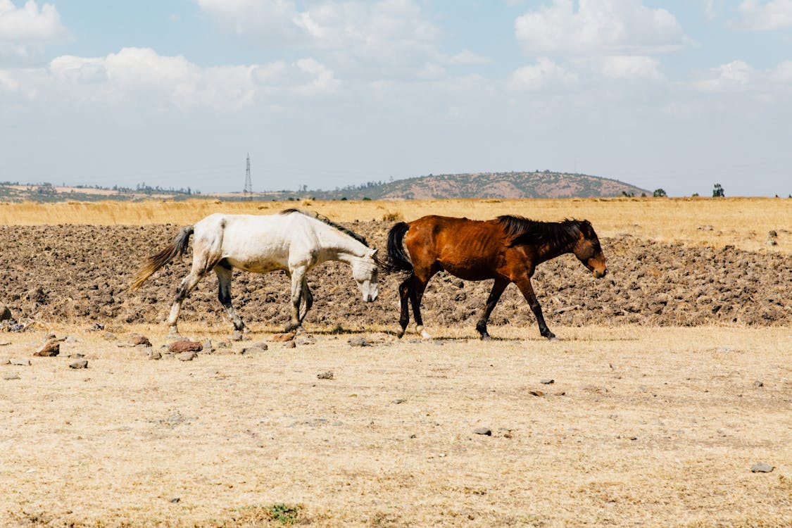 Free Brown and White Horses on Brown Field Stock Photo