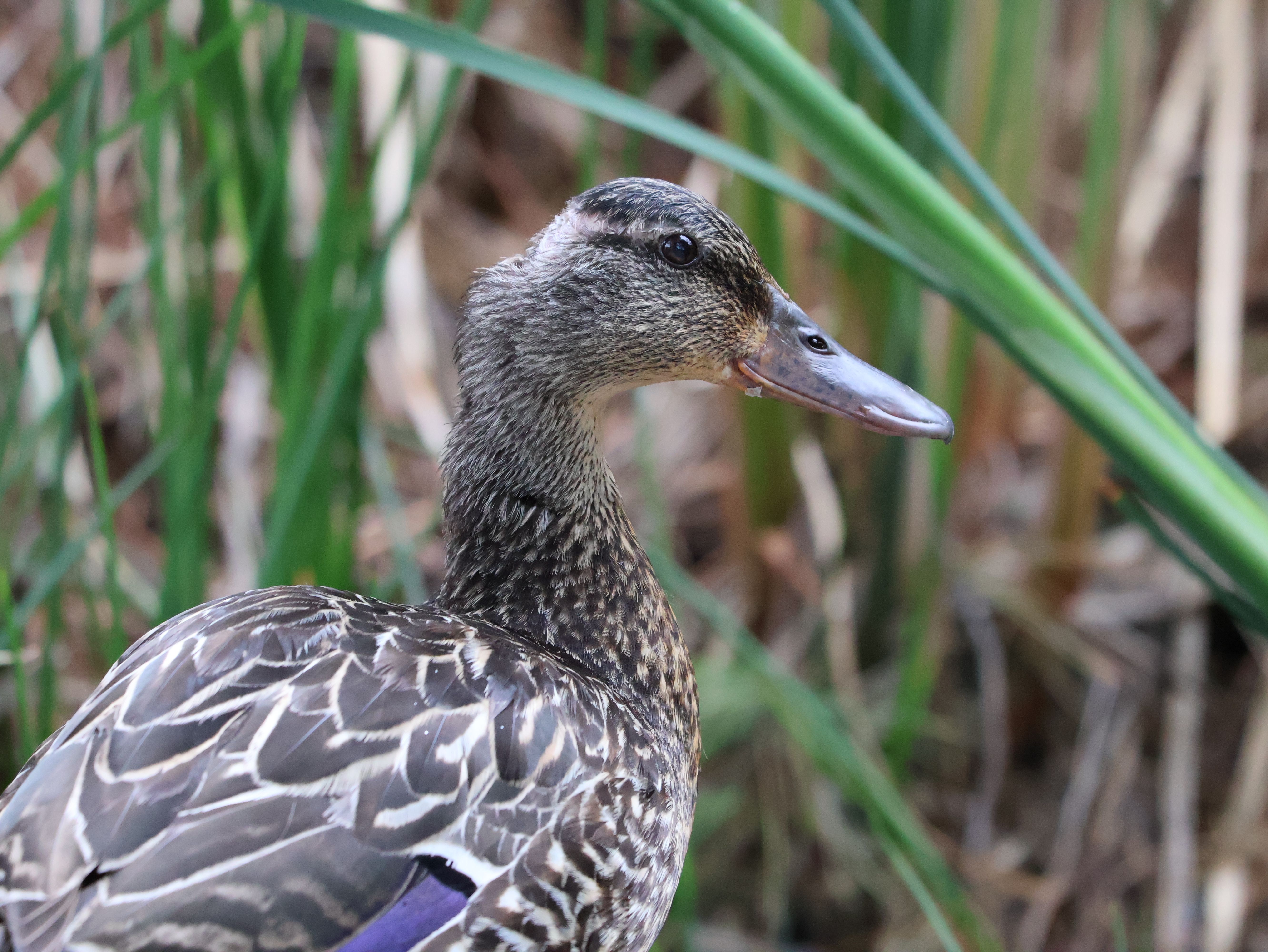 Detailed photo of a mallard duck in Burnsville, Minnesota, showcasing its intricate plumage.