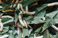 From above of flexible similar white caterpillars with barbed bellies eating green pointed leaves with veins on surface in daylight