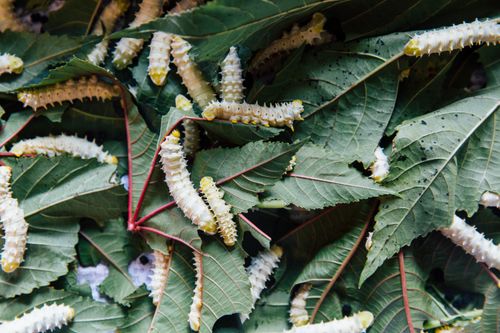 Free From above of flexible similar white caterpillars with barbed bellies eating green pointed leaves with veins on surface in daylight Stock Photo