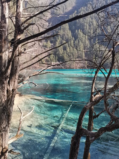 Free Crystal clear turquoise lake with submerged logs and trees in a mountainous landscape. Stock Photo