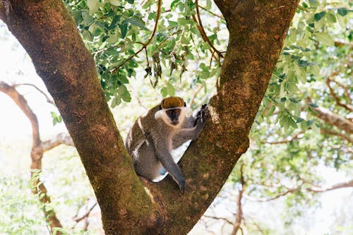 Gratis Mono Negro Y Dorado En El árbol Foto de stock