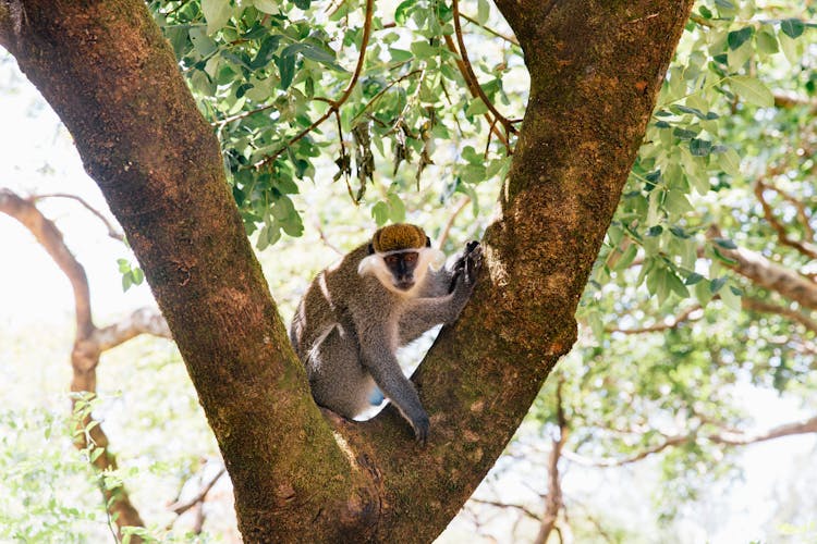 Black And Golden Monkey On Tree