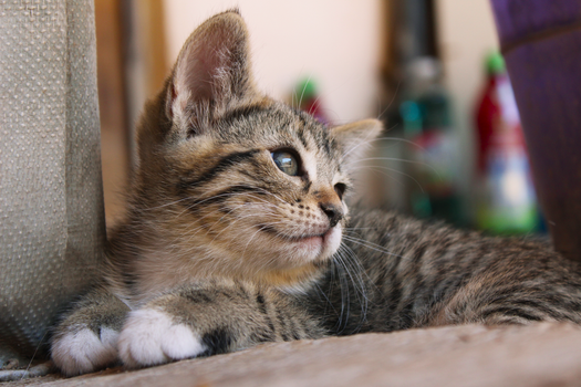 Close-up of a cute tabby kitten lying on the floor, looking curiously to the side indoors.