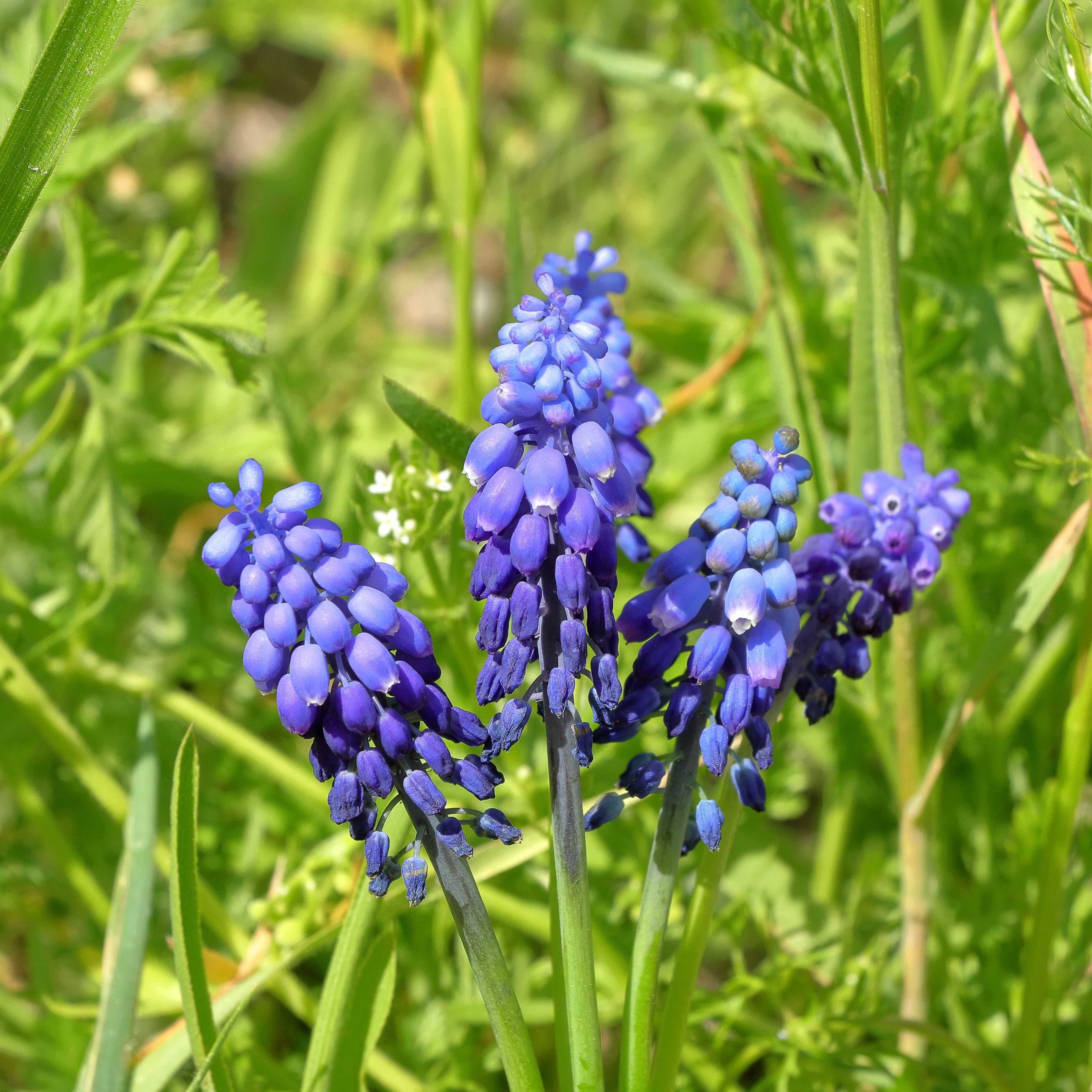 [ColoSach]-close-up-of-blooming-grape-hyacinths-(muscari-armeniacum)-in-a-spring-garden.