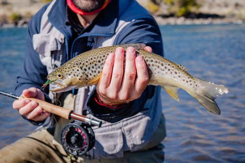 Free A fisherman displays a brown trout caught in the clear waters of Neuquén, Argentina. Stock Photo