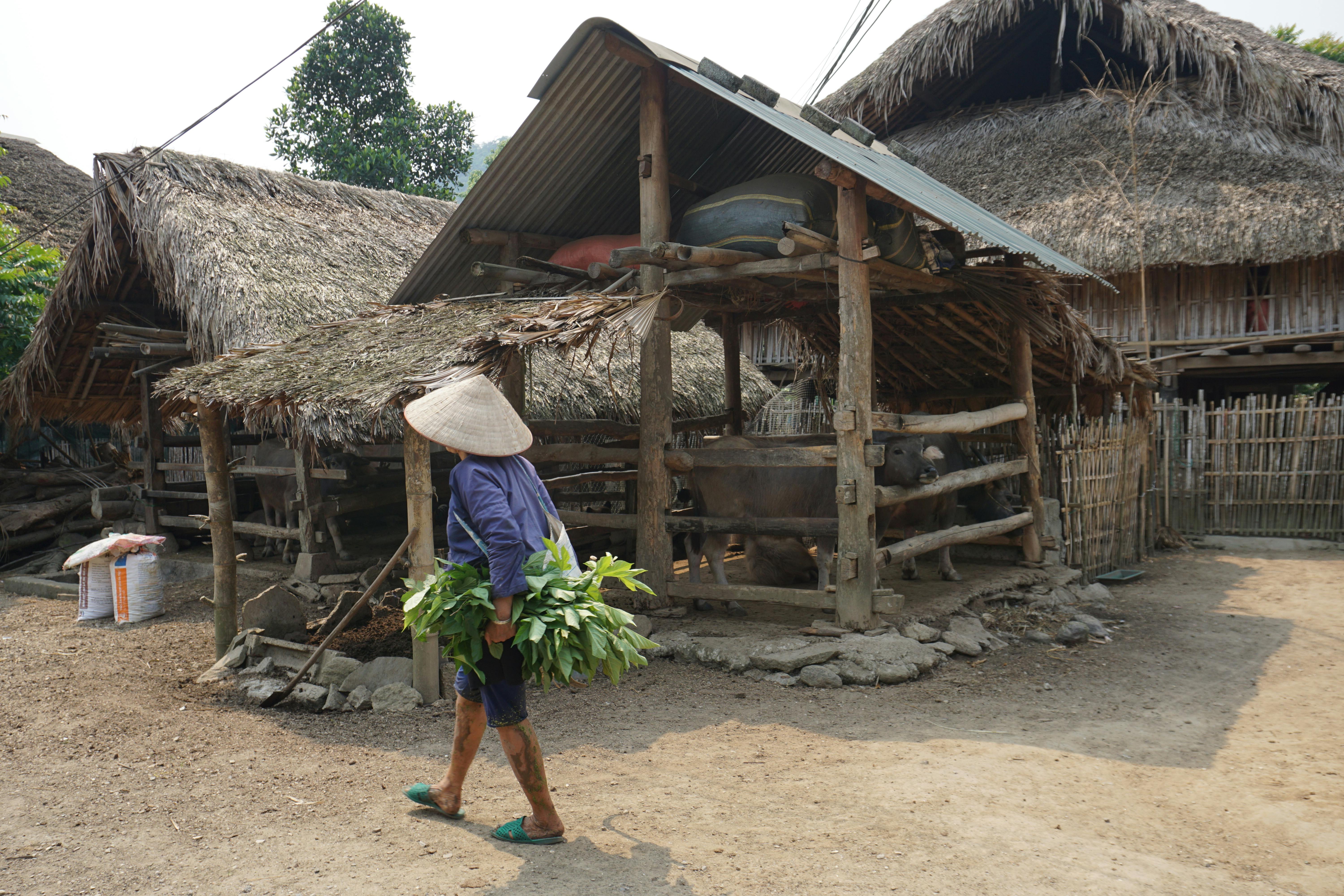 A farmer with a conical hat tends to livestock in a rural Vietnamese village.