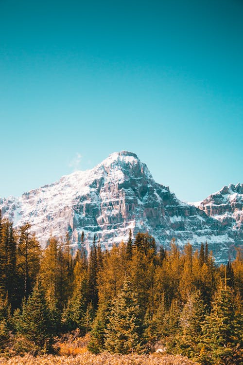 Green Trees Near Snow Covered Mountain