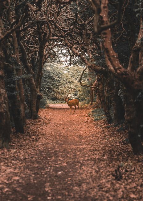 A lone deer stands on a forest path surrounded by twisted trees, creating an enchanting natural archway.