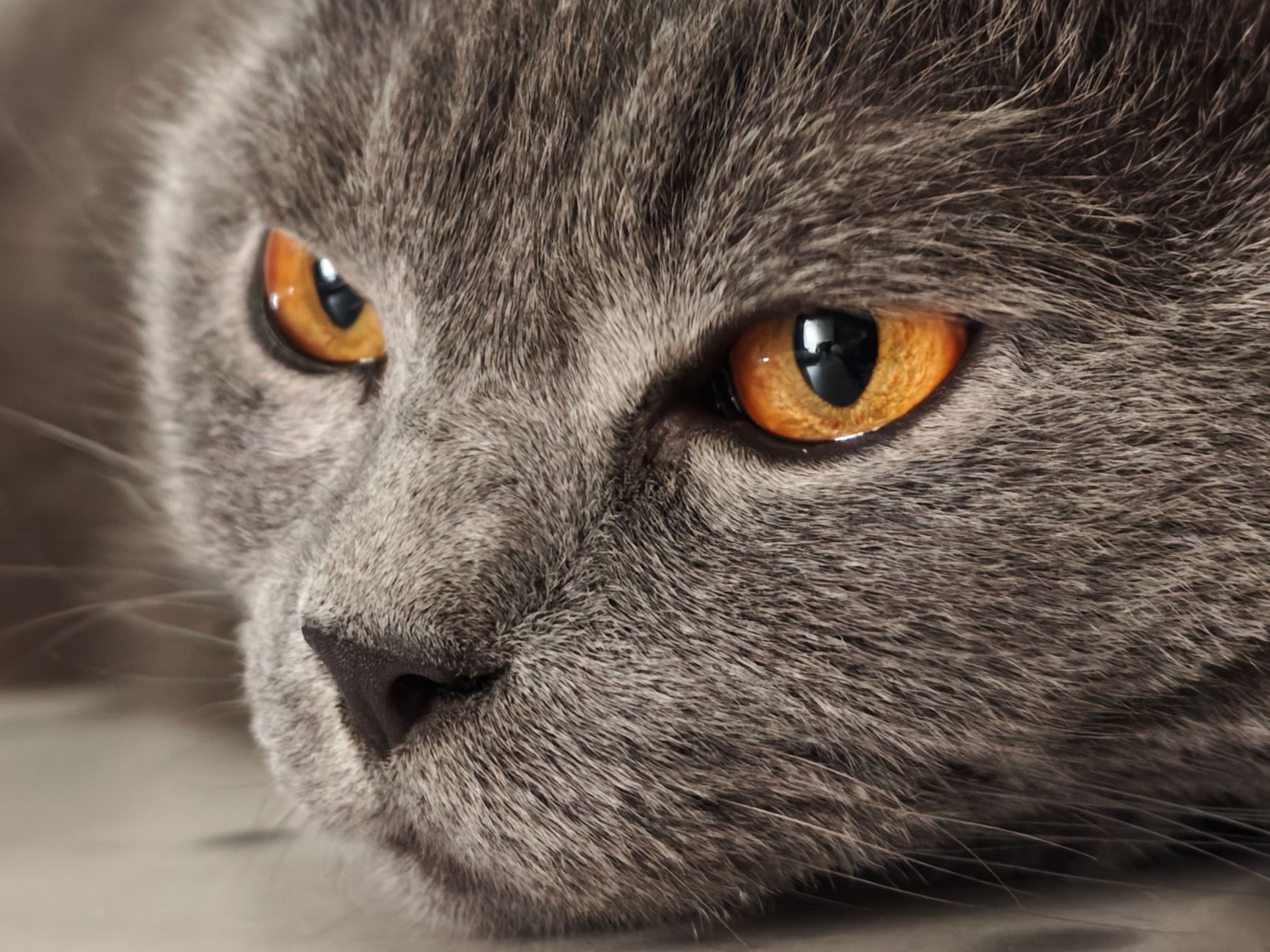 Feline Frenzy: Test Your Knowledge of British Shorthair Cats
