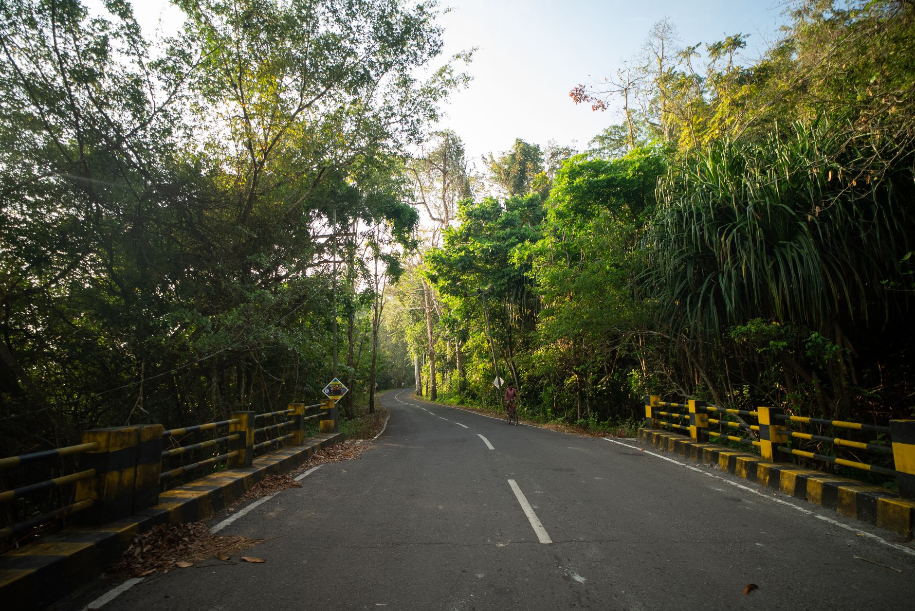 A winding road through dense tropical forest in the Andaman Islands, India, at daylight.